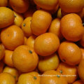 Exporting Quality Standard of Fresh Baby Mandarin